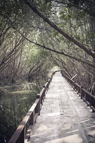 Trägolv Med Bron Skogen Mangroveskog — Stockfoto