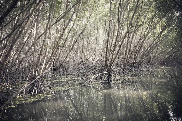 Mangrovenwälder Asien Thailand Naturschutz Vertreibung Aus Dem Meer — Stockfoto