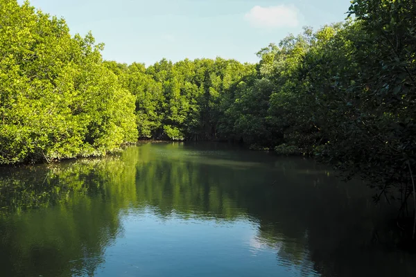 Bosque Manglares Reflexión Sobre Agua Lago Río Con Azulejo — Foto de Stock