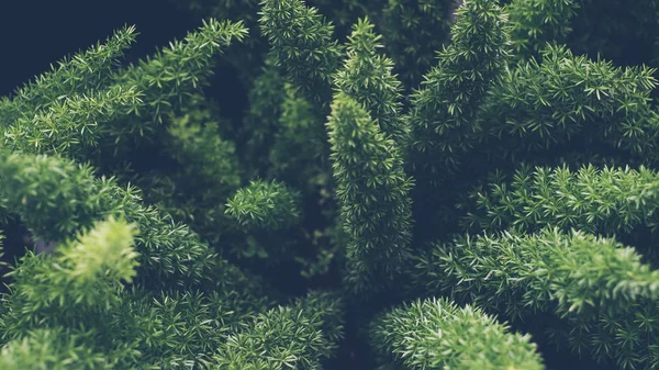 Yeşil eğrelti otu yakın çekim . Tropikal yeşil yaprakları arka plan, eğrelti otu, palmiye ve Monstera Deliciosa yaprak duvarda koyu tonlama ile, çiçek orman desen kavram arka plan, yakın