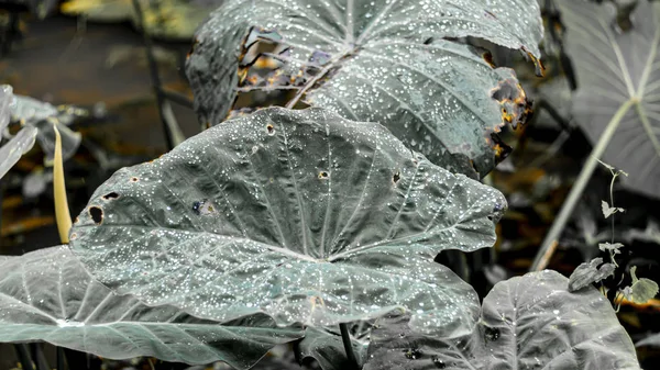 水滴の葉 雨滴で輝く鋸歯状の葉と暗い緑の葉を露 低いキー 水平方向の背景またはバナー — ストック写真