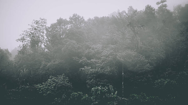 Туманный пейзаж с огненным лесом в стиле хипстерского ретро. Сказка жутко выглядит в лесу в туманный день. Холодное туманное утро в лесу ужасов

