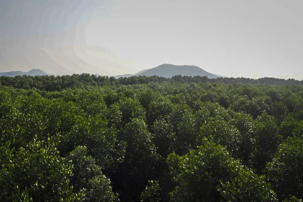 Foresta Verde Paesaggio Forestale Montagna Foresta Montagna Nebbiosa Fantastico Paesaggio — Foto Stock