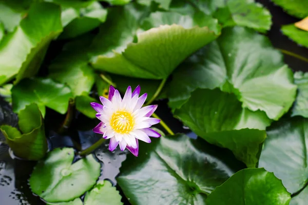 池暗い緑の背景に美しい紫色のスイレンや蓮の花 — ストック写真