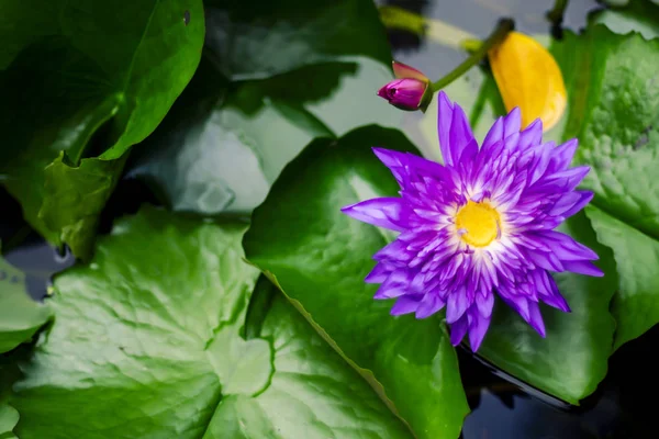 池暗い緑の背景に美しい紫色のスイレンや蓮の花 — ストック写真