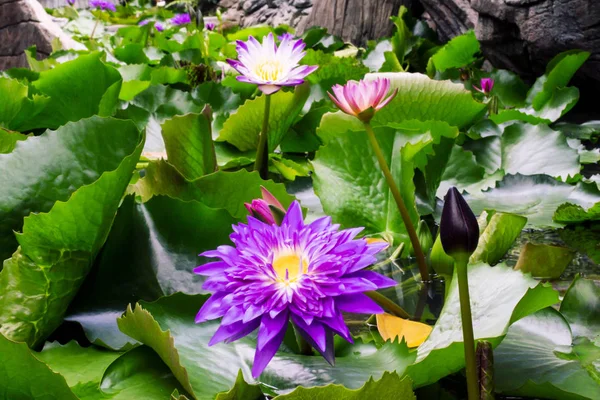 池暗い緑の背景に美しい紫色のスイレンや蓮の花 — ストック写真