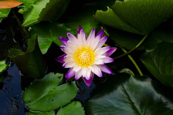 池暗い緑の背景に美しい紫色のスイレンや蓮の花 — ストック写真