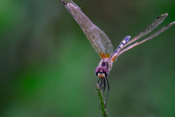 Lado Bonito Cor Libélula Close Macro Pequeno Inseto Animal Planta — Fotografia de Stock