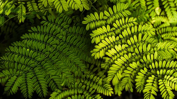 Fern leaf in the forest. Green fern leaves on dark backgound of shadow forest