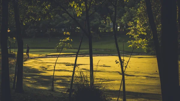 Fondo Del Parque Ciudad Primavera Con Árboles Arbustos Banco Isla — Foto de Stock