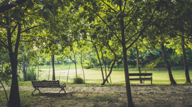 Ağaçlar, çalılar ve bench.island ve göl ile ilkbaharda şehir parkı arka plan