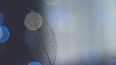 Mavi ve altın renkli bokeh arkaplanda şeffaf iskelet yaprağı, parlak anlamlı sanatsal görüntü doğası, serbest boşluk