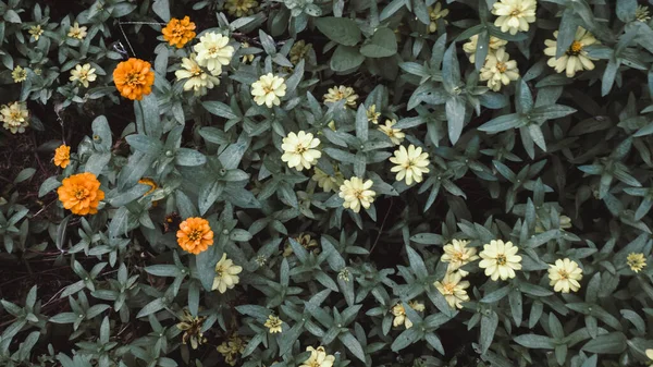 Koyu yeşil yapraklar üzerinde küçük turuncu ve beyaz çiçekler. Arkaplan Sanatsal Duvar Kağıdı Deseni. Doğanın arka planı.