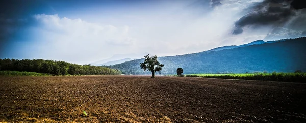 緑の自然山の上の農業のための土壌の大地のフィールド上の孤独な木美しい青空の背景 — ストック写真