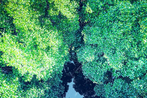 Vue Aérienne Belle Rivière Paysage Naturel Dans Forêt Mangroves Les — Photo