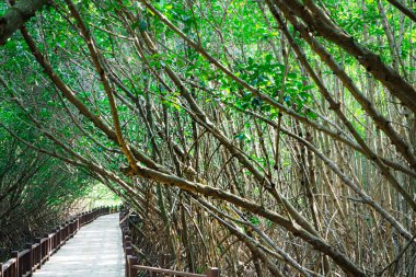 Mangrove kökleri ve yeşil Mangrov Gölü Mangrov Ormanı 'yla Mangrove Ormanı ekosistemi. Tha Pom-Klong-Song-Nam Krabi 'de .