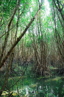 Mangrove kökleri ve yeşil Mangrov Gölü Mangrov Ormanı 'yla Mangrove Ormanı ekosistemi. Tha Pom-Klong-Song-Nam Krabi 'de .
