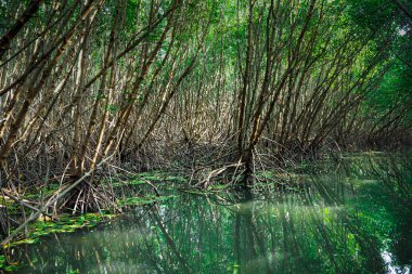 Mangrove kökleri ve yeşil Mangrov Gölü Mangrov Ormanı 'yla Mangrove Ormanı ekosistemi. Tha Pom-Klong-Song-Nam Krabi 'de .