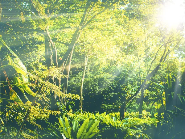Bosque Tropical Tailandia Asia Con Destello Sol Matutino Rayo Sol — Foto de Stock