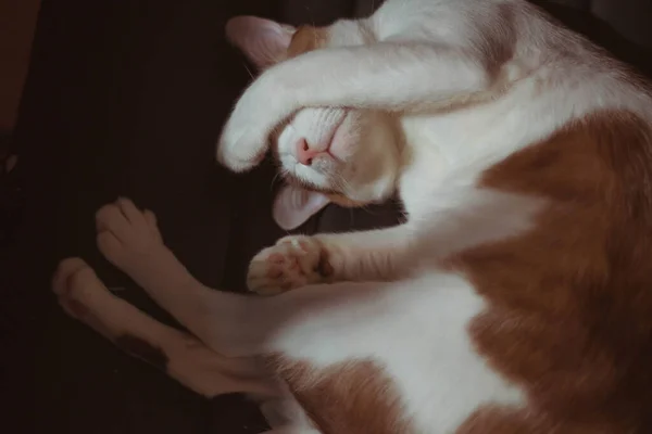 Banner Cat Cover Face While Sleeping Gato Adormecido Bonito Gatinho — Fotografia de Stock