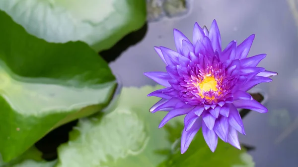 池に咲く紫色の蓮 池の鮮やかな紫色の蓮の花 — ストック写真