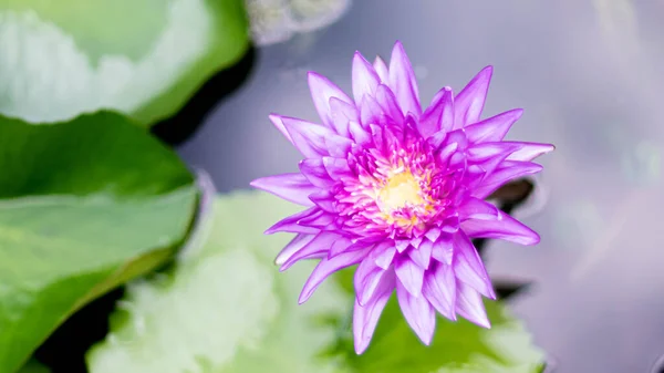 池に咲く紫色の蓮 池の鮮やかな紫色の蓮の花 — ストック写真