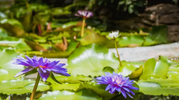 池に咲く紫色の蓮 池の鮮やかな紫色の蓮の花 — ストック写真