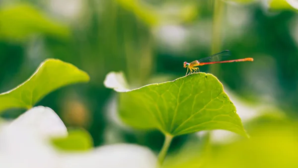 Selectieve Focus Kleine Libelle Groen Blad Wazige Natuur Achtergrond — Stockfoto
