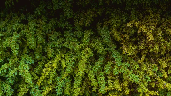 Vägg Med Gröna Murgröna Blad Abstrakt Natur Bakgrund Idé Bild — Stockfoto