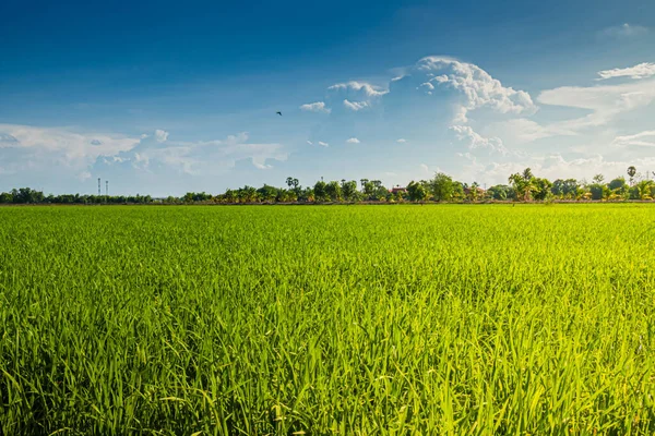 Rolnictwo Zielony Ryż Pole Rolne Rośliny Ekologia Błękitne Niebo Tle — Zdjęcie stockowe