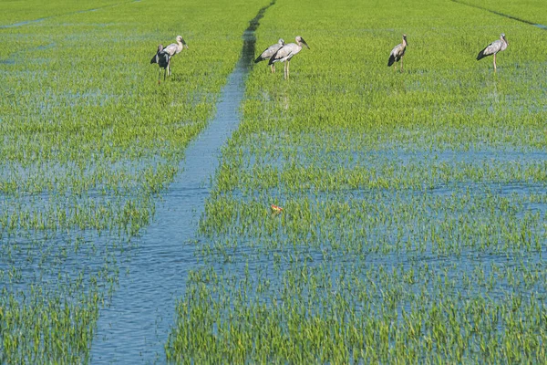 Organik pirinç tarlaları ve sığır ağılları, kırsal alanda yürüyen ve kabuk yiyecek arayan yerel beyaz kuşlar..