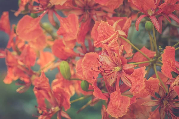 아름다운 스티나 아름다운 스티나 Delonix Regia 그것은 현화식물의 일종이다 스러운 — 스톡 사진