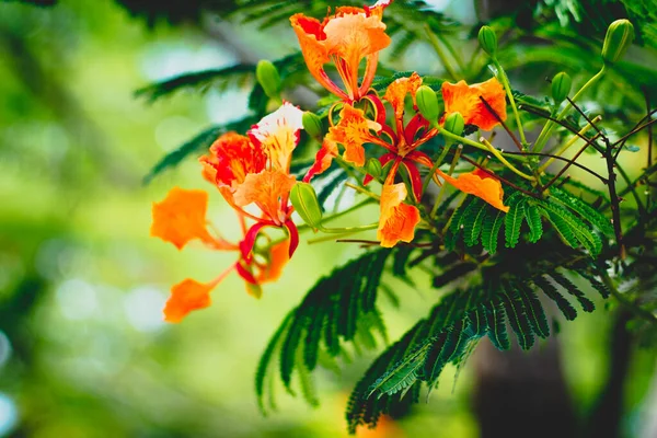 Όμορφο Κόκκινο Βασιλικό Λουλούδι Poinciana Flamboyant Όμορφη Κόκκινο Βασιλικό Poinciana — Φωτογραφία Αρχείου