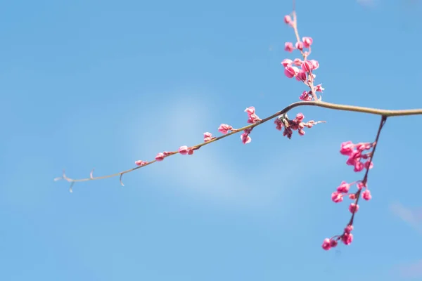 Όμορφο Φωτεινό Ροζ Ανατολίτικο Λουλούδι Cherry Blossoms Βοτανική Ενάντια Εξωτερικούς — Φωτογραφία Αρχείου