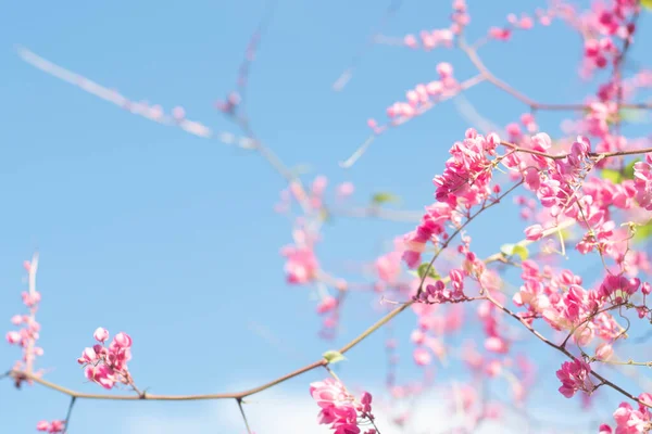 Όμορφο Φωτεινό Ροζ Ανατολίτικο Λουλούδι Cherry Blossoms Βοτανική Ενάντια Εξωτερικούς — Φωτογραφία Αρχείου