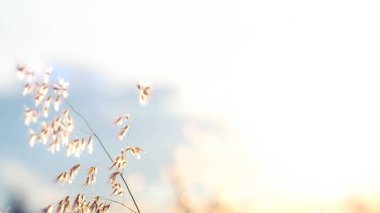 Yumuşak odak, güneş ışığını bulanıklaştırdı. Vahşi çiçeklerin arasından. Gün doğumunda çim tarlası ve günbatımında..