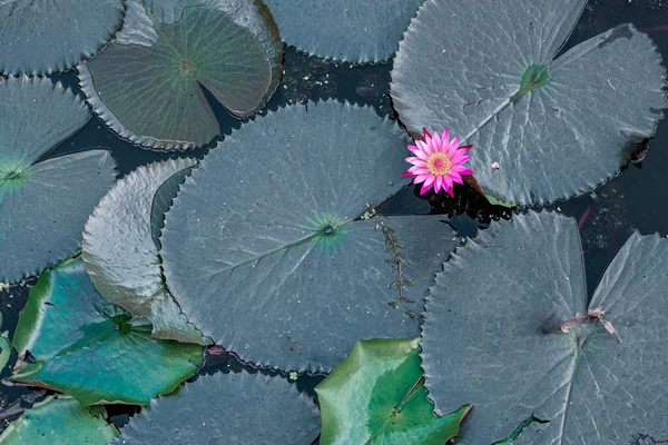 Розовый Цветок Лотоса Цветет Среди Зеленых Листьев Лотоса Листья Лилии — стоковое фото