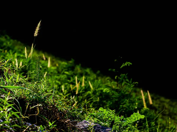 Selektivt Fokus Wild Gräs Blomma Och Gröna Blad Berget Genom — Stockfoto