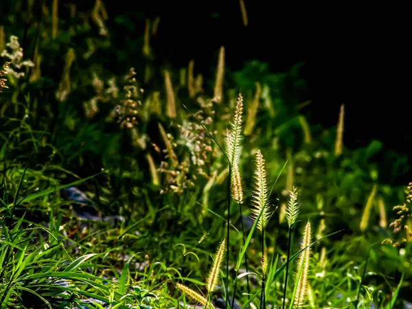 Concentration Sélective Fleurs Herbe Sauvage Feuilles Vertes Sur Montagne Travers — Photo