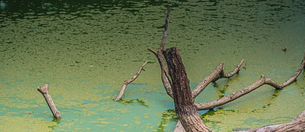 Tree Lake Forest Trocken Trockener Baum Schwimmt Wasser Eines Sees — Stockfoto