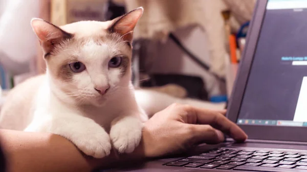 Cat Lies Hand Working Home Computer Laptop Cat Shows Affection — Stock Photo, Image