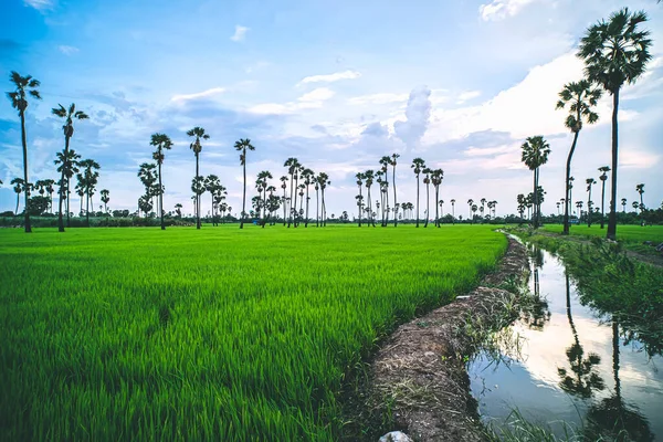 Paisaje Bajo Cielo Pintoresco Colorido Atardecer Sobre Campos Arroz Palmeras —  Fotos de Stock