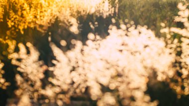 Bulanık, bulanık odaklı otlağın altın saatleri yabani çim çiçeğinin soyut arka planı