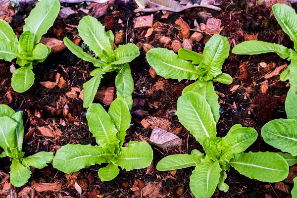 Ovanifrån Ekologisk Grön Sallad Små Växter Sallad Vattenbruk Verksamhet — Stockfoto