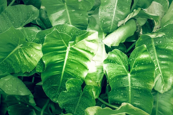 Philodendron yaprağı (Philodendron melinonii), büyük yeşil yapraklar.