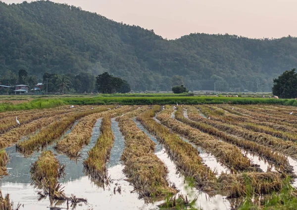 Preparación Del Suelo Para Cultivo Arroz Campo Arroz Con Fondo —  Fotos de Stock