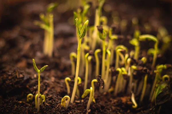 Närbild Seed Tree Seeding Växtfröodlingskoncept Odla Växter Växtplanta Unga Baby — Stockfoto