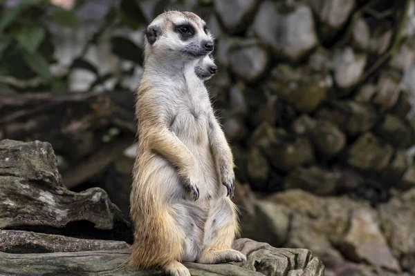 Meerkat Bonito Suricatta Que Pequeno Animal Sua Posição Para Alertar — Fotografia de Stock