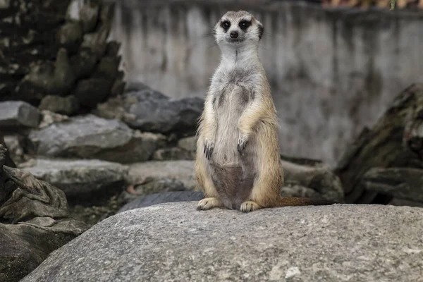 石の上に置かれた小さな木を前方に見て警告するために小さな動物が立っているかわいいMeerkat Suricatta 自然の背景をぼかす — ストック写真