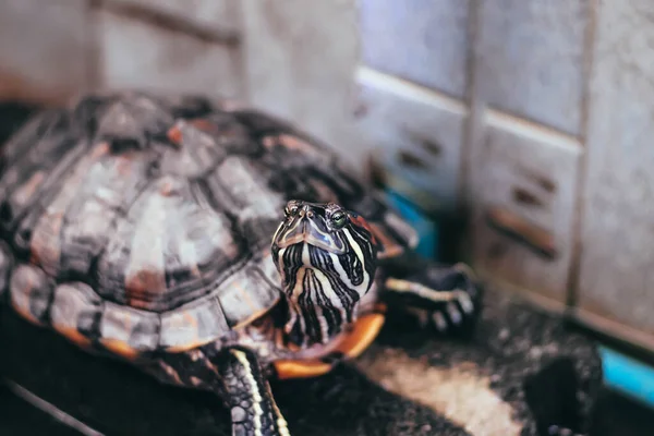 Red Eared Slider Close-up. Side view pet turtle red-eared slider